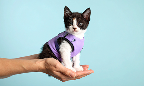 공지사항이미지3